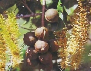 Noci di macadamia HAWAIIAN ~ CRESCERE DADO ALBERO DI SEMI
