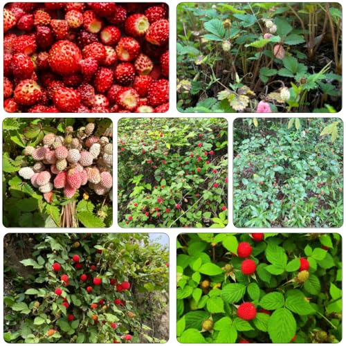 fresa silvestre silvestres decorativas de interior de bonsái semillas perennes resistentes jardín semillas Fragaria vesca orgánicas columnares 15pcs