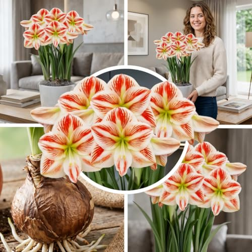 FLORIUM Amaryllis Clown Zwiebel, 1 Blumenzwiebel in Großformat 26/30, Exklusive, Blumenzwiebeln, Pflanzen und Blumen aus Holland, Echte Hippeastrum Zwiebeln (keine Samen, Wachs und nicht künstlich)