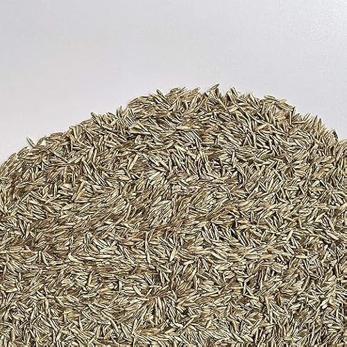 FESTUCA ARUNDINACEA | Alfombra Césped | El campesino (20 Kg)