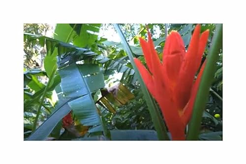 Stk - 3x Musa coccinea Rote Zwergbanane Bananen Baum Pflanzen - Samen ID1691 - Seeds & Plants Shop by Ipsa