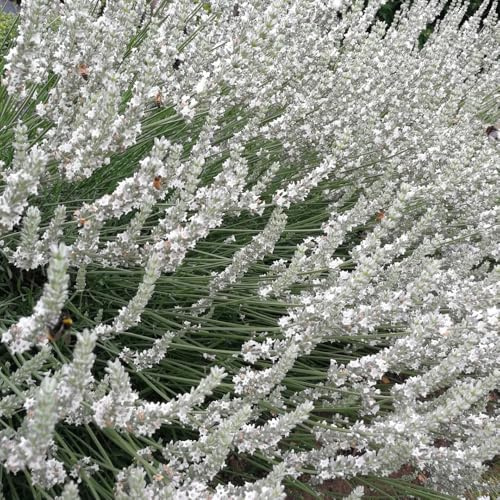 Semillas de lavanda resistentes - exóticas jardín balcón, variedades antiguas decoración 100pcs