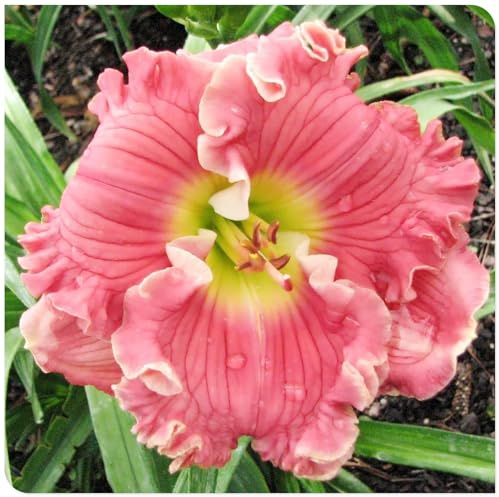 Bulbi di Hemerocallis | Luminosi, Eleganti, Sostenibili, Robusti, Aerati-4 bulbi