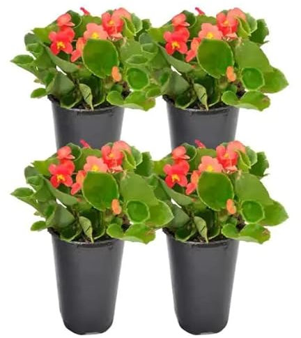 Begonia - Plantas Vivas - Pack 4 Unidades de Flor de Begonia Colores Surtidos Plantas Naturales