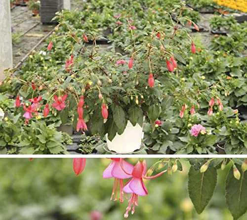 Flor Natural Fuchsia Pendientes de Reina Planta de Fucsia para Terraza y Jardín