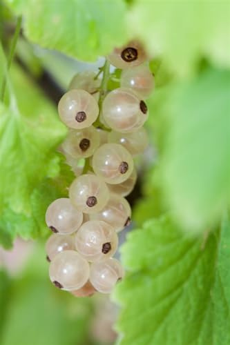 Weiße Johannisbeere Ribes rubrum Blanka 40-60 cm Obststrauch winterhart