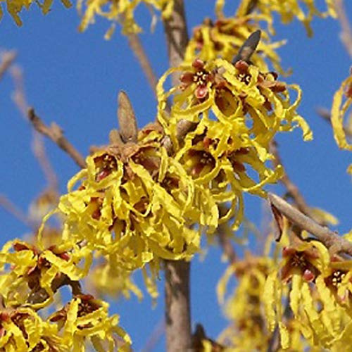 Gelbblühende Zaubernuss - Hamamelis Intermedia 'Arnold Promise' - 40-60 cm Topf - Gelbe, duftende Blüten