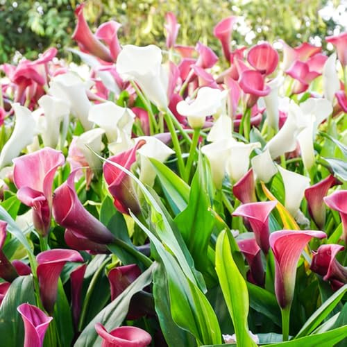 calla giardino rocce giardino balcone decorative ufficio resistenti balcone riverdimento tetti 3Bulbi