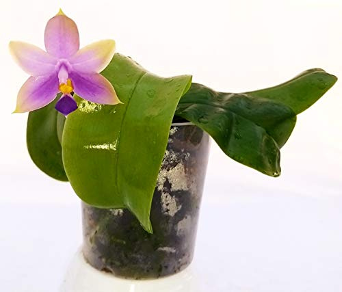 POWERS TO FLOWERS - ORCHIDEA PHALAENOPSIS VIOLACEA INDIGO X SAMERA BLEU Pianta Vera