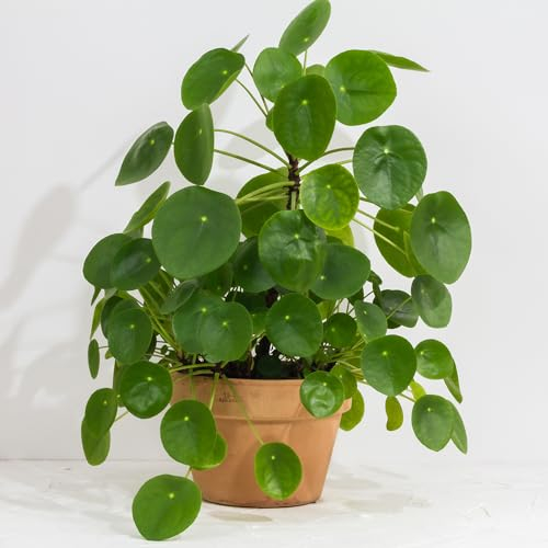 YouGarden Chinese Money Houseplant, Established Pilea peperomioides Indoor Plant in 12cm Pot, Easy to Care for, for Homes and Offices