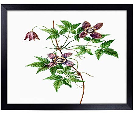 Lap Tray with Cushion | Alpine Clematis Flowers by Pierre-Joseph Redoute | Padded Bean Bag Cushion | For Eating, Working, Crafting, Laptop | Portable Table Desk