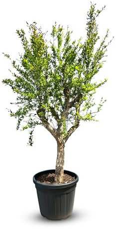 Sunnytree GRANATAPFEL BAUM GRÖSSE XL, STAMMUMFANG 20-25 CM