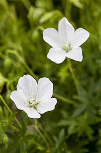 Geranium sanguineum 'Album' 9x9 cm Topf – Winterhart, Mehrjährig, Pflegeleicht – Blut-Storchschnabel – Bodendecker für Beet & Steingarten
