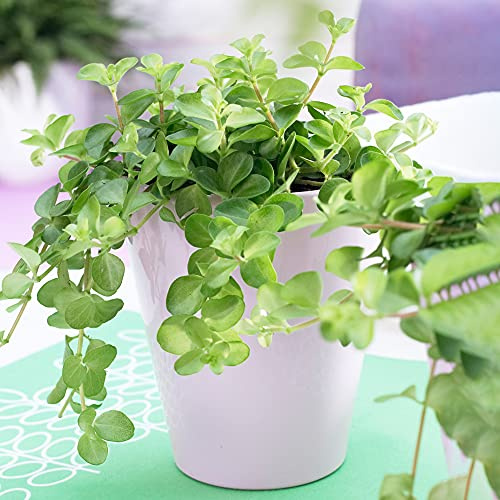 Peperomia rotundifolia | Hängender Zwergpfeffer | Kleine Zimmerpflanze 10-15 cm