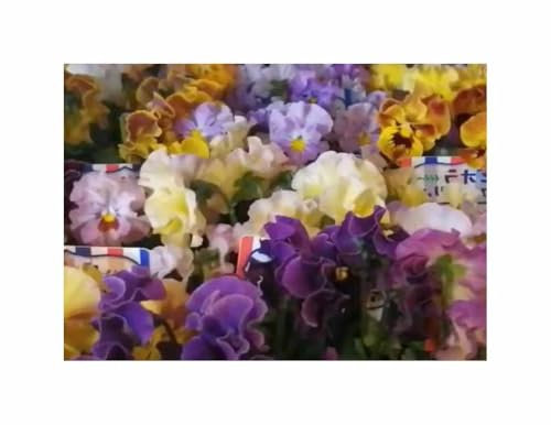 0,5 g Stiefmütterchen Germania Rokoko Mischung Garten Pflanzen -Samen F-S428 - Seeds & Plants Shop by Ipsa