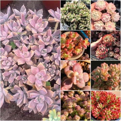 fleischfressende - steingartenpflanzen winterhart winterharte bonsai indoor garten für garten sukkulenten echte bodendecker 200samen