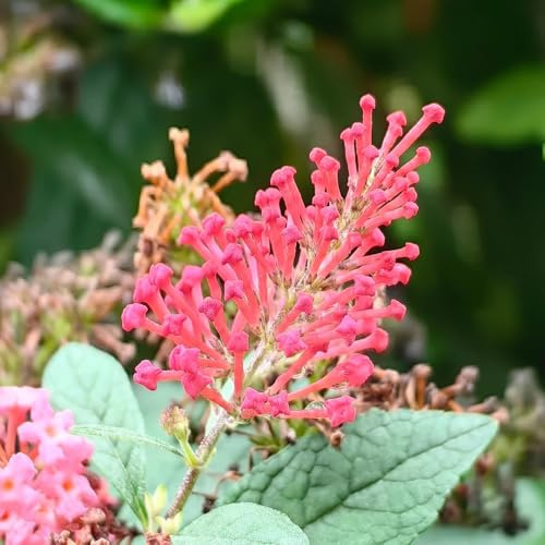 Buddleja davidii - tagliato decorazione semi autunno semi perenni estremamente resistenti 10pcs
