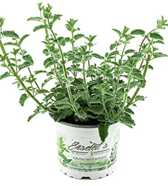 Katzenminze Pflanze im 12cm Topf, Frische Katzen Minze! Frisch aus Kontrolliertem Anbau !
