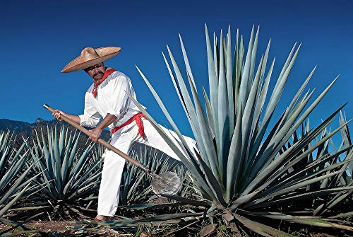 Portal Cool Agave Tequilana - Agave Blu/Tequila Agave, 10 Semi