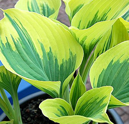 Funkie Liberty - Hosta cultorum - lebende Gartenpflanze aus den Baumschulen
