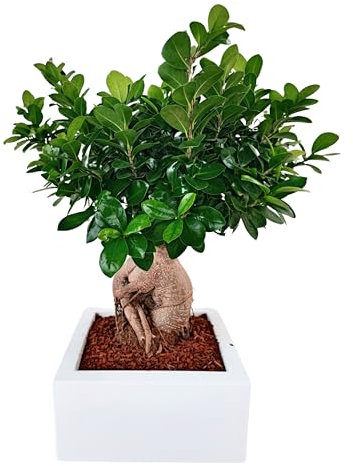 I GIARDINI DI GIULIA - Bonsai Ficus Ginseng in Vaso Minos 25x25 cm | Pianta Decorativa da Interno, Facile da Curare | Altezza 50 cm, Ideale per Casa e Ufficio (Bianco)