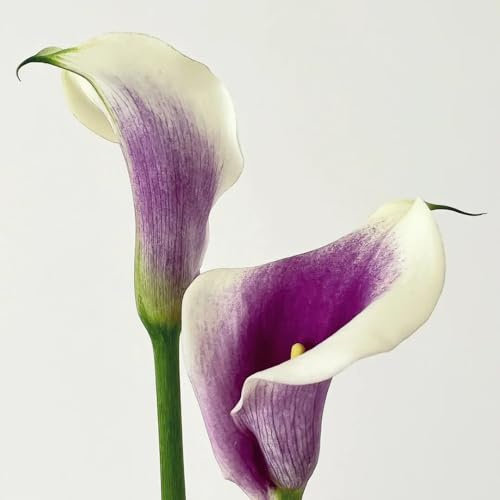 15bulbi di calla sono perenni resistenti autunnali dalla resistente di calle decorazione soggiorno, primaverili estate di campo