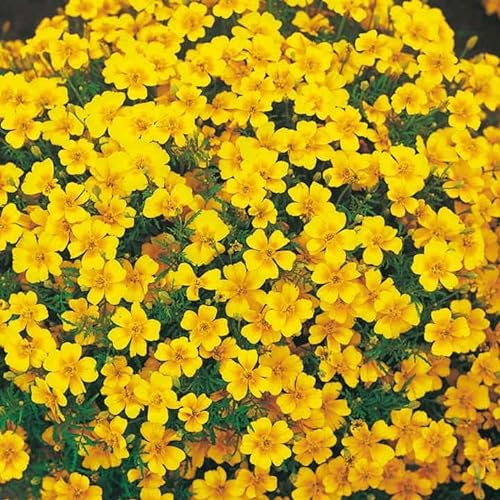 Tagetes Golden Gem Seeds Grow Your Own Flowers Borders Simply Garden