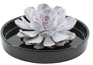 ROOTLESS by Aloe Demi | echte Sukkulent lilac in schwarze keramik Schale Ø20 cm | Echeveria Lilacina Ø12-14 cm - 5 cm | echte Sukkulent Pflanzen | Succulenten | Kakteen | Sukkulent | Kaktus