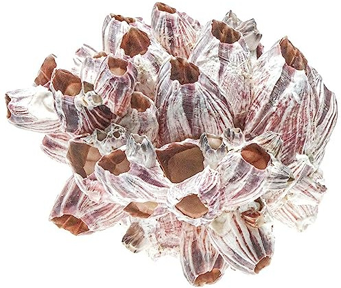Naturosphère - Mer et Coquillages - Balane (ou Bernacle) déco - A l'unité - Taille 9 à 11 cm