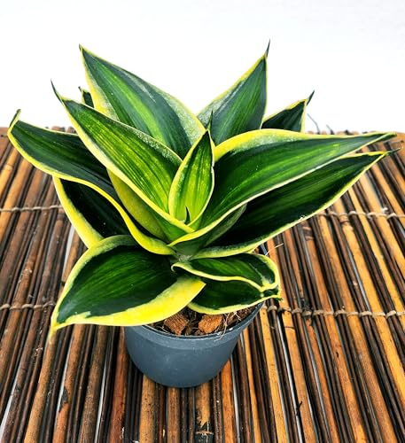 POWERS TO FLOWERS - SANSEVERIA HAHNII STARS AND STRIPES, VASO 10CM DIAMETRO, pianta vera