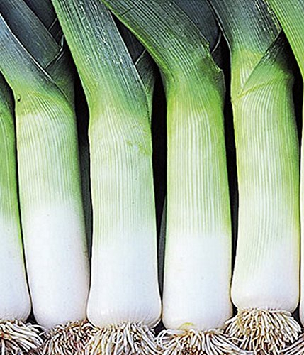 Porree Lauch Blaugrüner Winter Bio Atlanta Samen