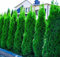 25 x Thuja occidentalis 'Smaragd' (Gehölz/Winterhart/Mehrjährig/Heckenpflanze/Immergrün) Lebensbaum - Der brillante Sichtschutz für jeden Garten - von Stauden Gänge