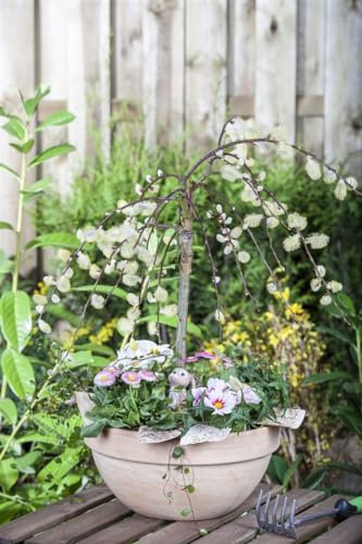 Salix caprea 'Pendula' 100 cm Stamm – Winterhart, Mehrjährig, Pflegeleicht – Hängekätzchenweide – Solitärgehölz für Kübel & kleine Gärten