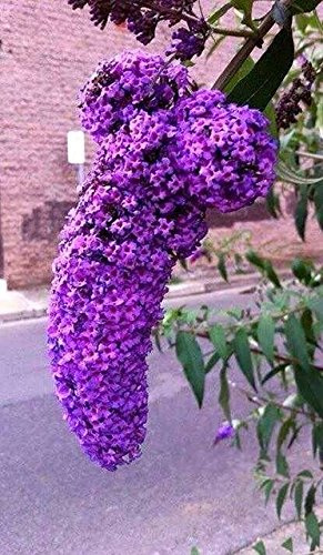 Graines De Lilas Japonais White Pack (Très Parfumées) Graines De Fleurs Pour La Maison Et Le Jardin