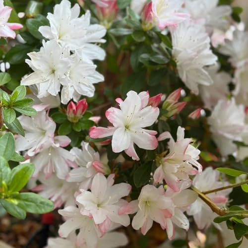 Semi di rododendro - arbusti fioriti resistenti Rododendro - da giardino regali per gli amanti del giardino da esterno resistenti da giardino 50pcs