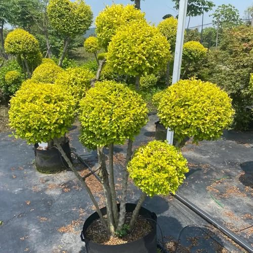 ligustro, giardino, tappezzanti, resistenti, sostenibili stanza d'ombra interno per zone soleggiate giardino, decorazioni 100semi
