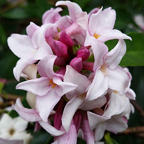 YouGarden - Daphne 'Perfume Princess' in a 13cm Pot - Fragrant Spring Flowering Evergreen Shrub, Hardy, Easy to Grow