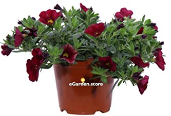 Pianta di Petunia Nana o Calibrachoa o Milion Bells pianta da esterno ornamentale fiori vari colori pianta decorativa vera venduta da eGarden.store (Rosso)