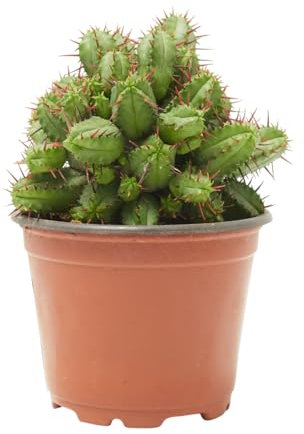 verdecora Cactus Mix en Maceta de Ø12cm | Selección de Cactus Naturales y Decorativos | Plantas de Interior Resistentes y de Bajo Mantenimiento | Surtido Variado