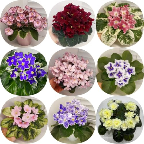 semi di violetta africana - d'appartamento perenni resistenti e perenni decorazione del soggiorno autunnali resistenti da balcone semi di selvatici da 450pcs