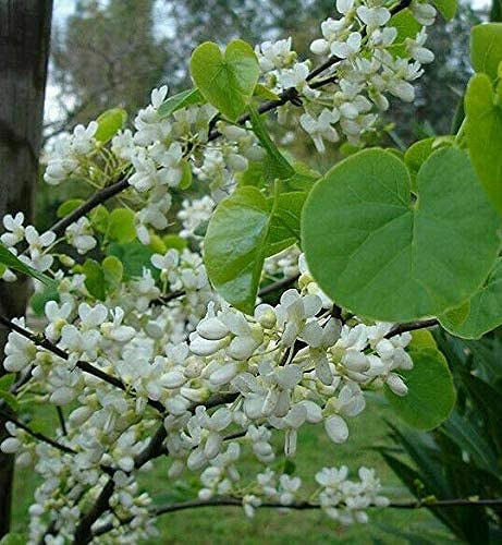 Chinesischer Judasbaum Cercis chinensis 'Shirobana' Pflanze 5-10cm Rarität