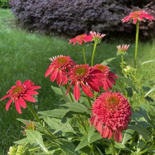 sonnenhut echinacea ideal für gärtner schnittstaude 500samen