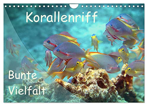 Bunte Vielfalt im Korallenriff (Wandkalender 2026 DIN A4 quer), CALVENDO Monatskalender: Farbexplosion im Korallenmeer! (CALVENDO Natur)