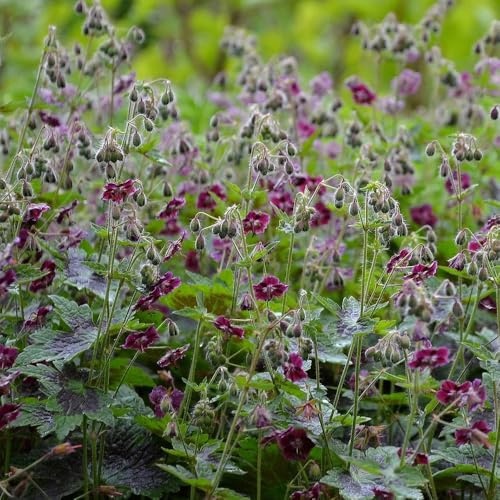 Semi di Geranio, da balcone resistenti Geranio wilfordii, giardino semi di per gli ospiti con 250pcs