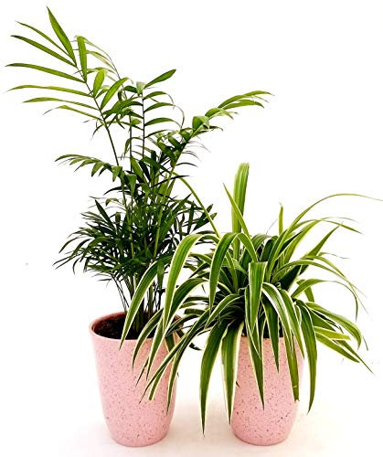 POWERS TO FLOWERS - CHAMAEDOREA e CHLOROPHYTUM FALANGIO IN VASO CERAMICA ROSA ANTICATO, PIANTE PURIFICA ARIA, piante vere