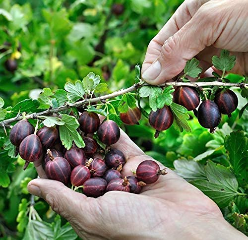 Rote Stachelbeere `Easycrisp® Lady Late®, 40-60cm im 3L Topf