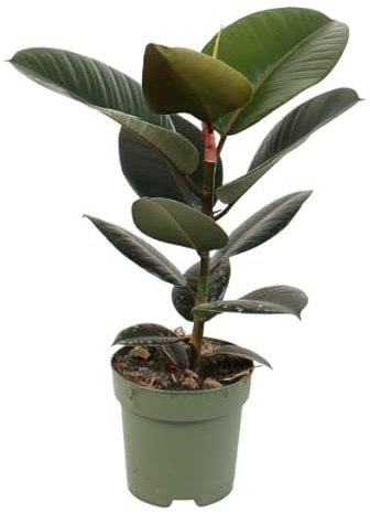 Ficus Elastica Árbol Ornamental Natural de Crecimiento Rápido