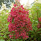 Hortensie Paniculata 'Pinky Winky' - Rispenhortensie 40-50 cm Topf mit auffälligen rosa Blüten und langanhaltender Blütezeit für Ihren Garten