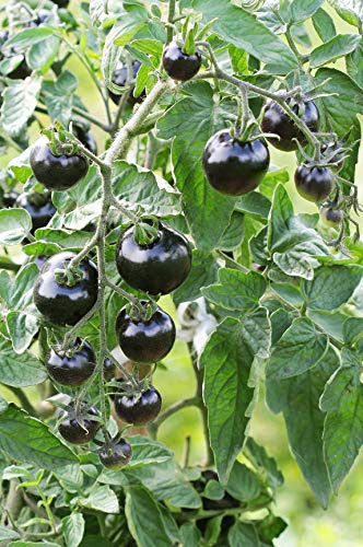 Seedeo® Tomate Indigo Rose (Lycopersicum L.) 20 Samen BIO