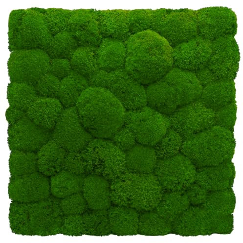 Moosplatte Moosbild mit Kugelmoos Moosbild Rentiermoosbild Islandmoosbild Islandmoos Rentiermoos Moos Wandbild Wanddeko Wandbilder mit Rentiermoos Mooswand Bilder Wanddekoration mit Moos (50x50 cm)